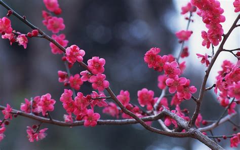 如何画梅花图形