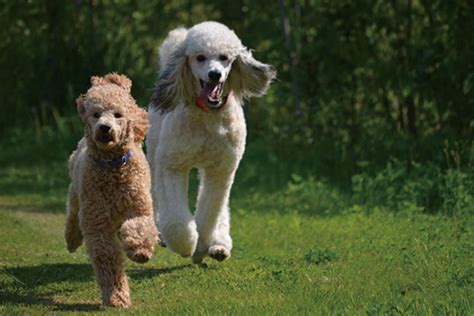 贵宾犬有几种颜色 什么颜色的贵宾犬最贵