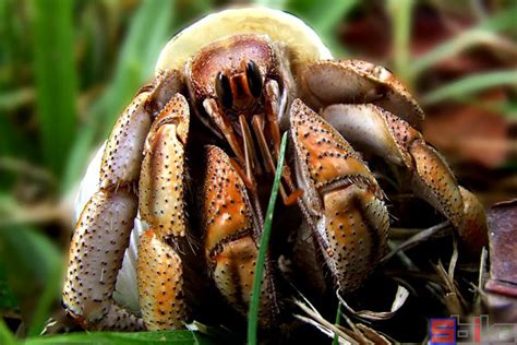 可爱的寄居蟹_动物状物作文450字[合计7则]