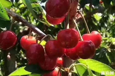 位于山东省泰安市新太县的具有“中国樱桃第一镇”之称的天宝镇的万亩樱桃园今年五一喜获丰收.