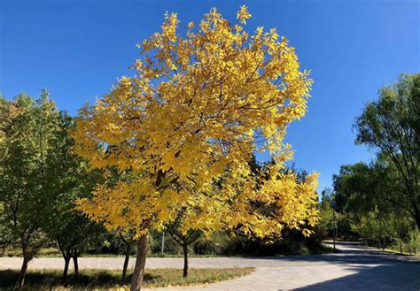 请教一下养花高手，对节白蜡和水腊应该怎么养？