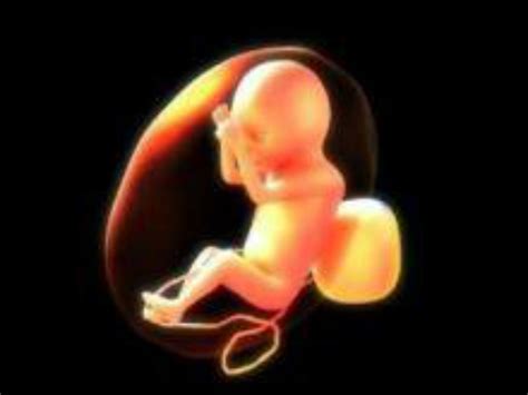 1-20周胎儿发育过程图
