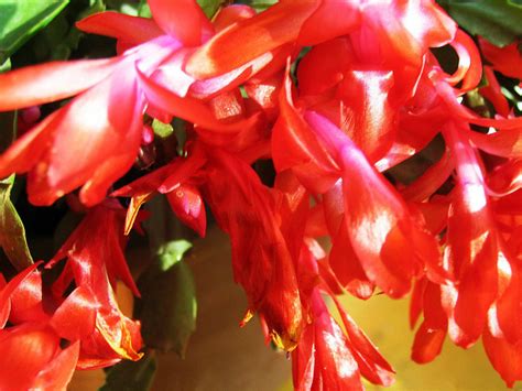 勇敢的蟹爪兰-写物作文300字（合集7篇）