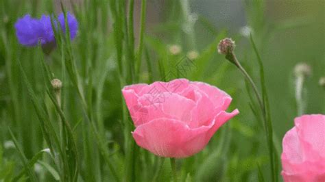 急求会旋转的花的图片,不是flash的,是图片的,越多越好.