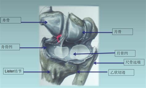 耻骨侧面有个结节
