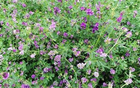 紫花苜蓿长什么样啊?有什么作用?