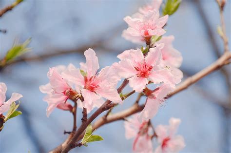 描写桃花的优美语段有哪些?