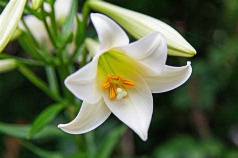 去那里能看到百合花的图片