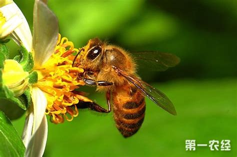 蜜蜂的习性是什么.