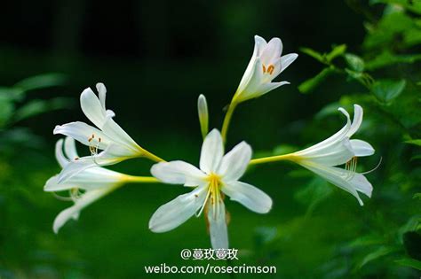 石榴花像什么?