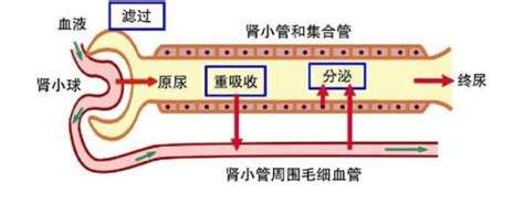 男生睾丸一个大一个小正常吗