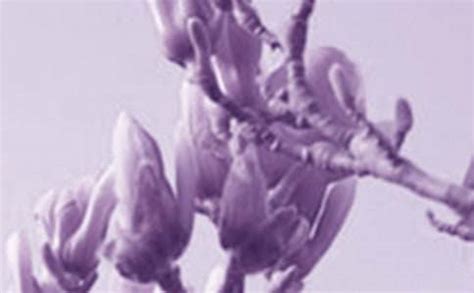 美丽的玉兰花-写物作文600字[通用5篇]