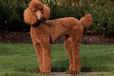 巨貴犬多少錢一只