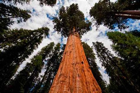 地球上最高的树，相当于51层楼高，比雷曼将军树还高14米