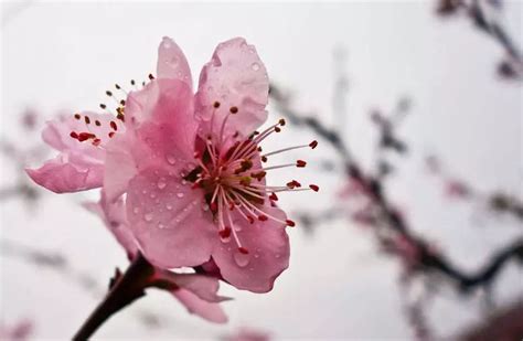 桃花是在什么季节开的?