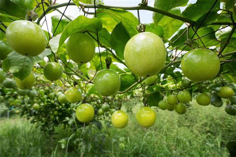 后花园的百香果-我的植物朋友作文450字(摘抄5篇)