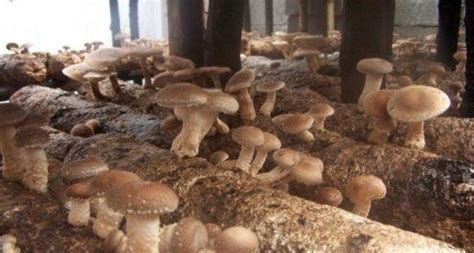 香菇种植技术
