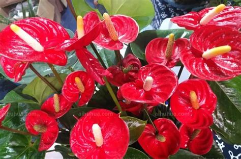 红掌花卉