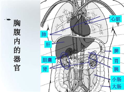 心肝脾肺肾调理的五个小动作