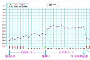 女性排卵期前后对照表