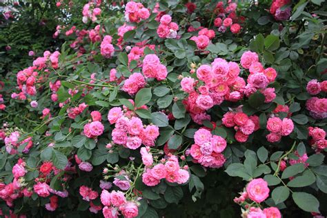 蔷薇花的英语是什么
