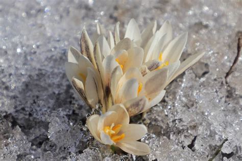 鲁冰花是什么花,有鲁冰花吗?