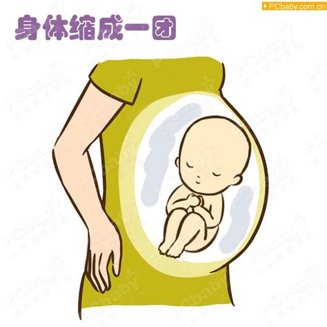 孕期胎宝宝胎动有什么规律