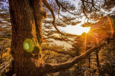 游览黄山-小学生游记作文450字【经典6篇】