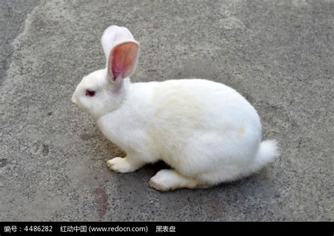 小白兔_可爱的小动物作文300字（精选7则）