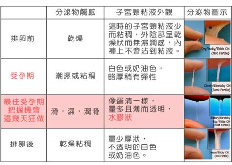 清宫表和孕囊数据都是女孩