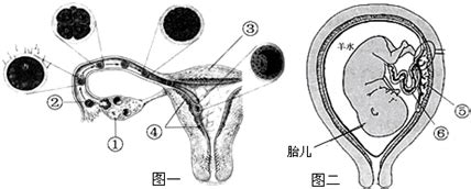 排卵期内膜14mm容易怀孕吗