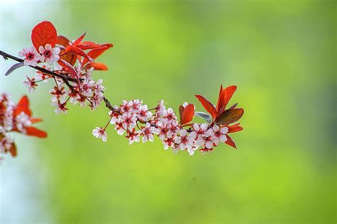 春花图又为什么写“花下成千成百的蜜蜂嗡嗡地闹着,大小的蝴蝶飞来飞去.”