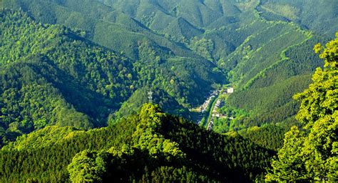 缙云人民法院2014年5月底黄金村王某破坏山林案件判决结果