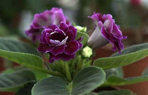 如何养护非洲紫罗兰?