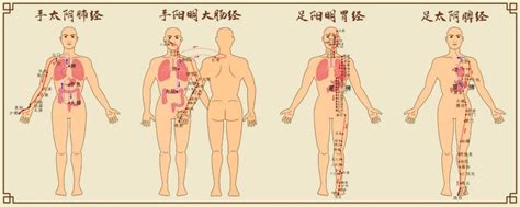 罗大伦脾胃阴虚