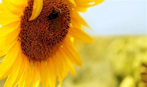 我最喜爱的花向日葵-植物作文450字（推荐10则）