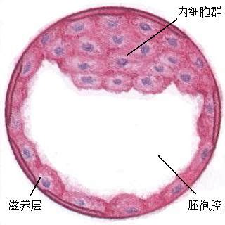 孕期反应大代表胎儿发育好