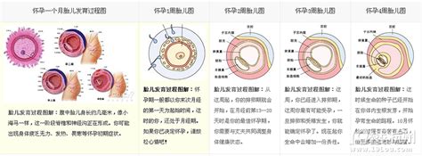 怀孕宝宝成长过程3d图