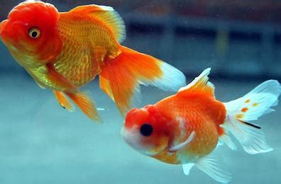 金魚的壽命是多少