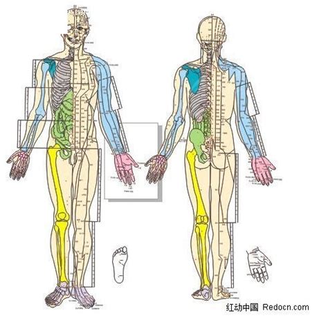 人体穴位图全图可放大