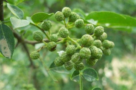 种植花椒需要哪些条件