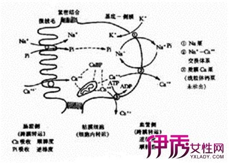 维生素D的重要性