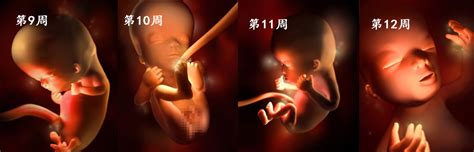 胎儿的发育过程图片
