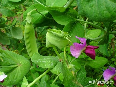 荷兰豆和什么菜一起炒好吃