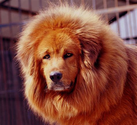 什么是藏獒,宠物藏獒的习性特征与喂养等介绍