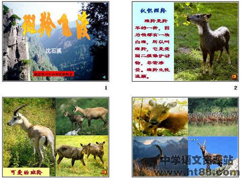 斑羚飞渡-读后感作文600字【合集9则】