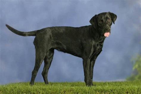 什么是汝拉斯于贝尔劳佛犬,宠物汝拉斯于贝尔劳佛犬的习性特征与喂养等介绍