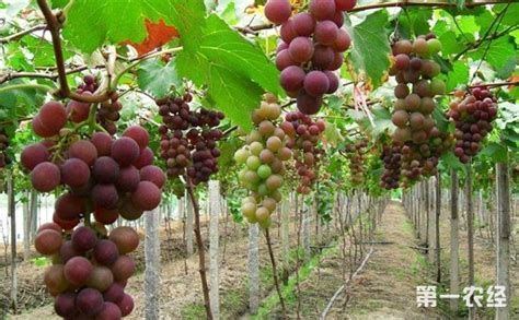 葡萄怎么种植?