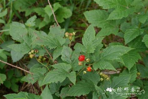 这种植物叫什么名字,它有药用价值吗?可以食用吗?