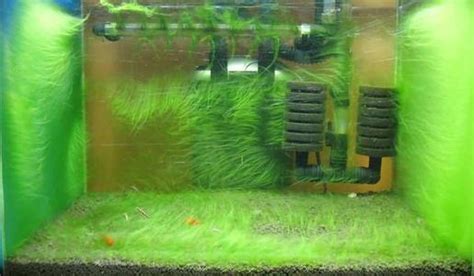 请问这是什么水草?放鱼缸里对里面的动植物会有危害吗?